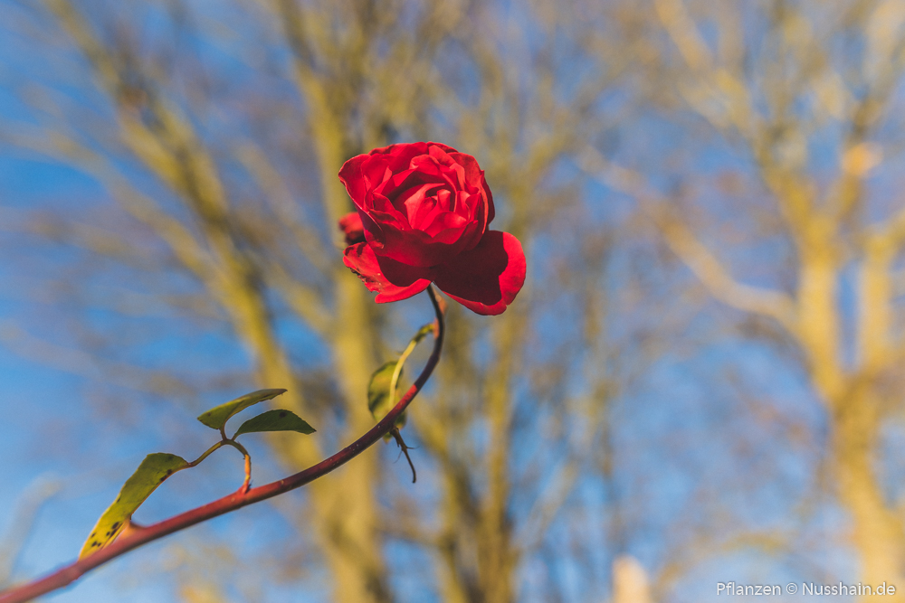 Rote Rose im Herbst