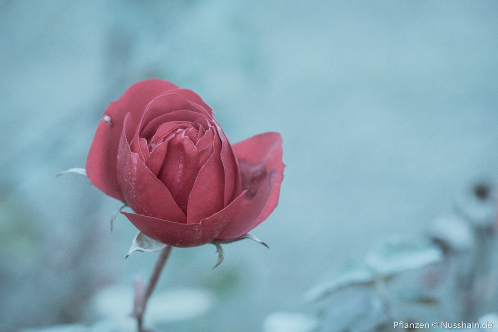 Rote Rose im Winter